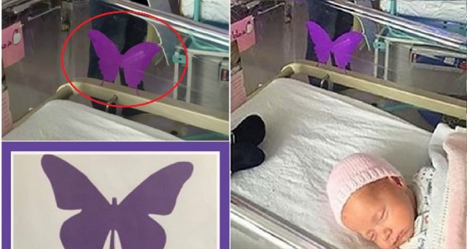 Se trovate una farfalla viola nella culla di un neonato, non fate domande. Ecco perchè
Se trovate una farfalla viola nella culla di un bebè, non fate domande